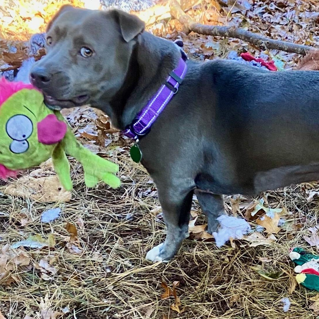 Enlarge Malifica, a Adoptable mixed breed in Oak Bluffs, MA image 1/1