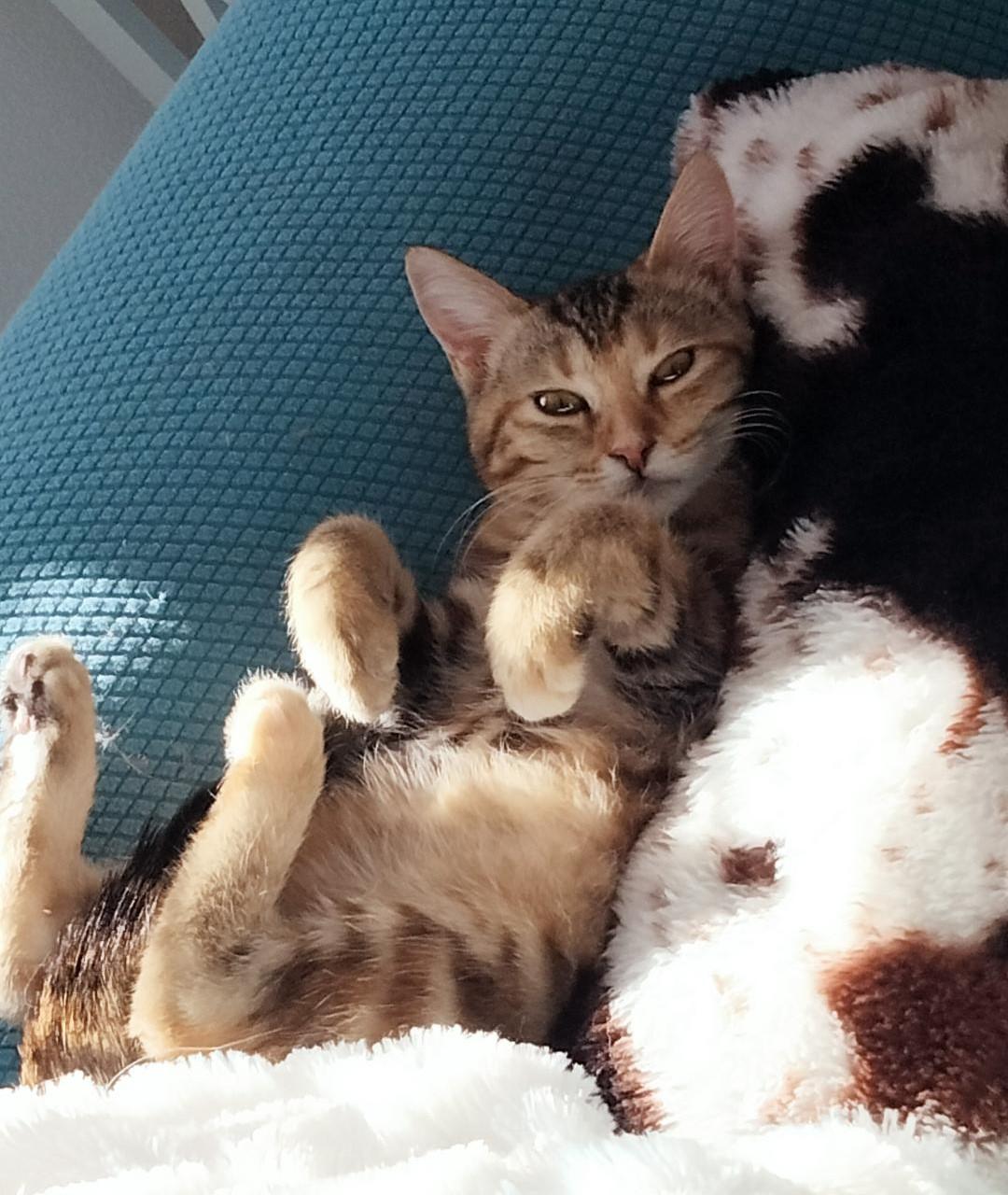 Enlarge Little, an adopted mixed breed in Terrell, TX image 5/6