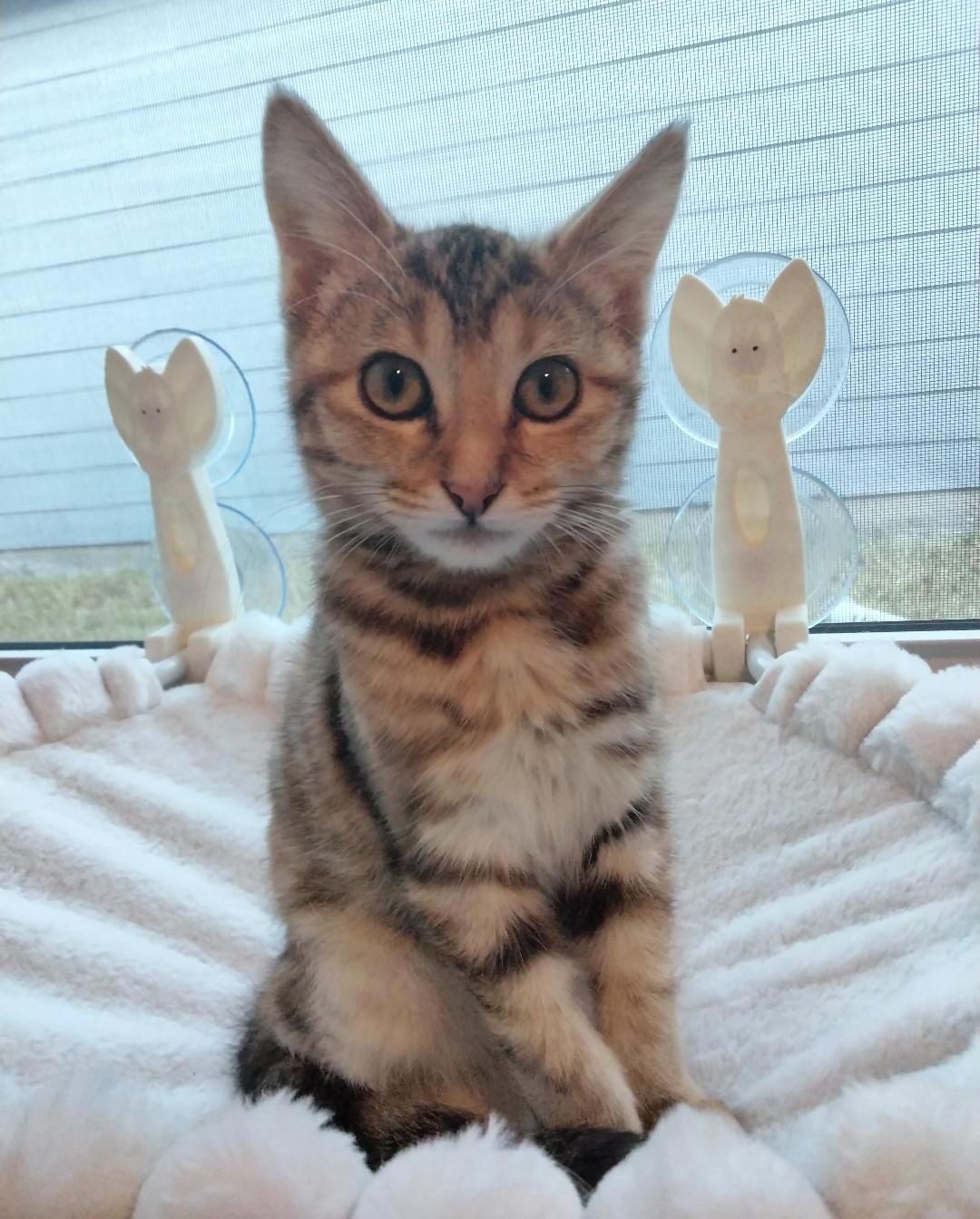 Little, adopted, Kitten Female Domestic Short Hair & Bengal.
