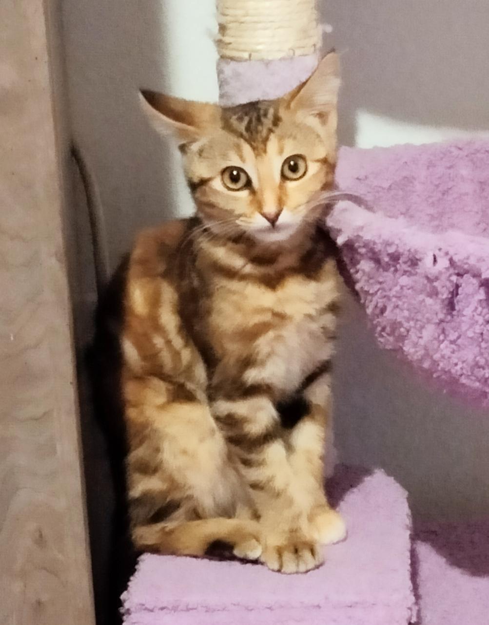 Enlarge Little, an adopted mixed breed in Terrell, TX image 4/6