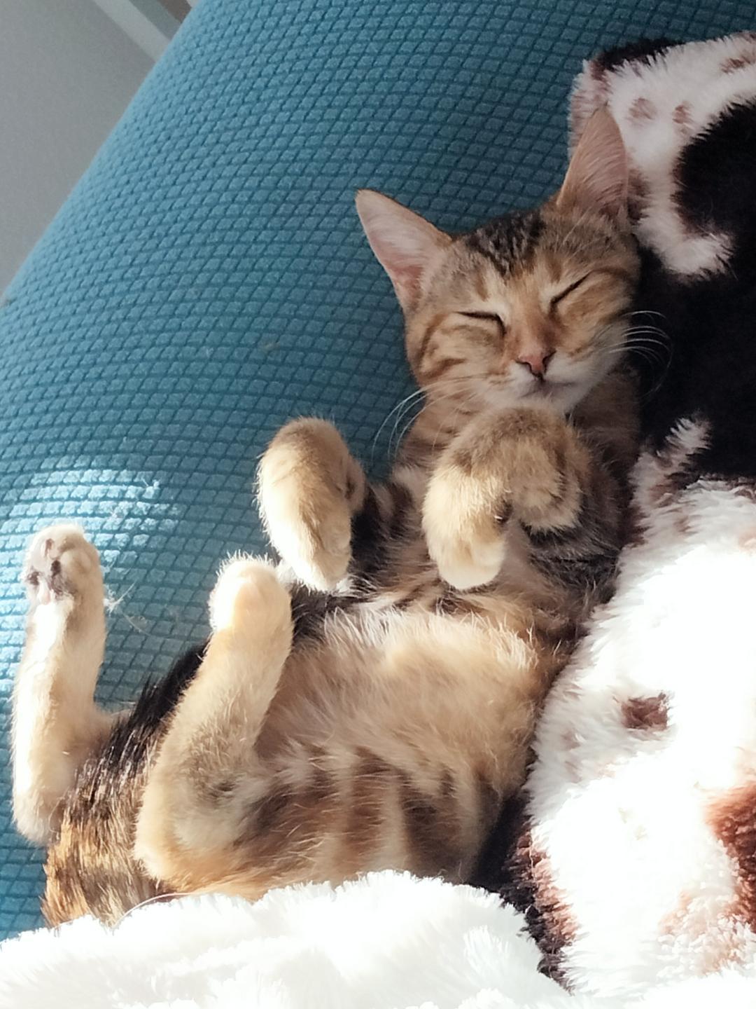 Enlarge Little, an adopted mixed breed in Terrell, TX image 6/6