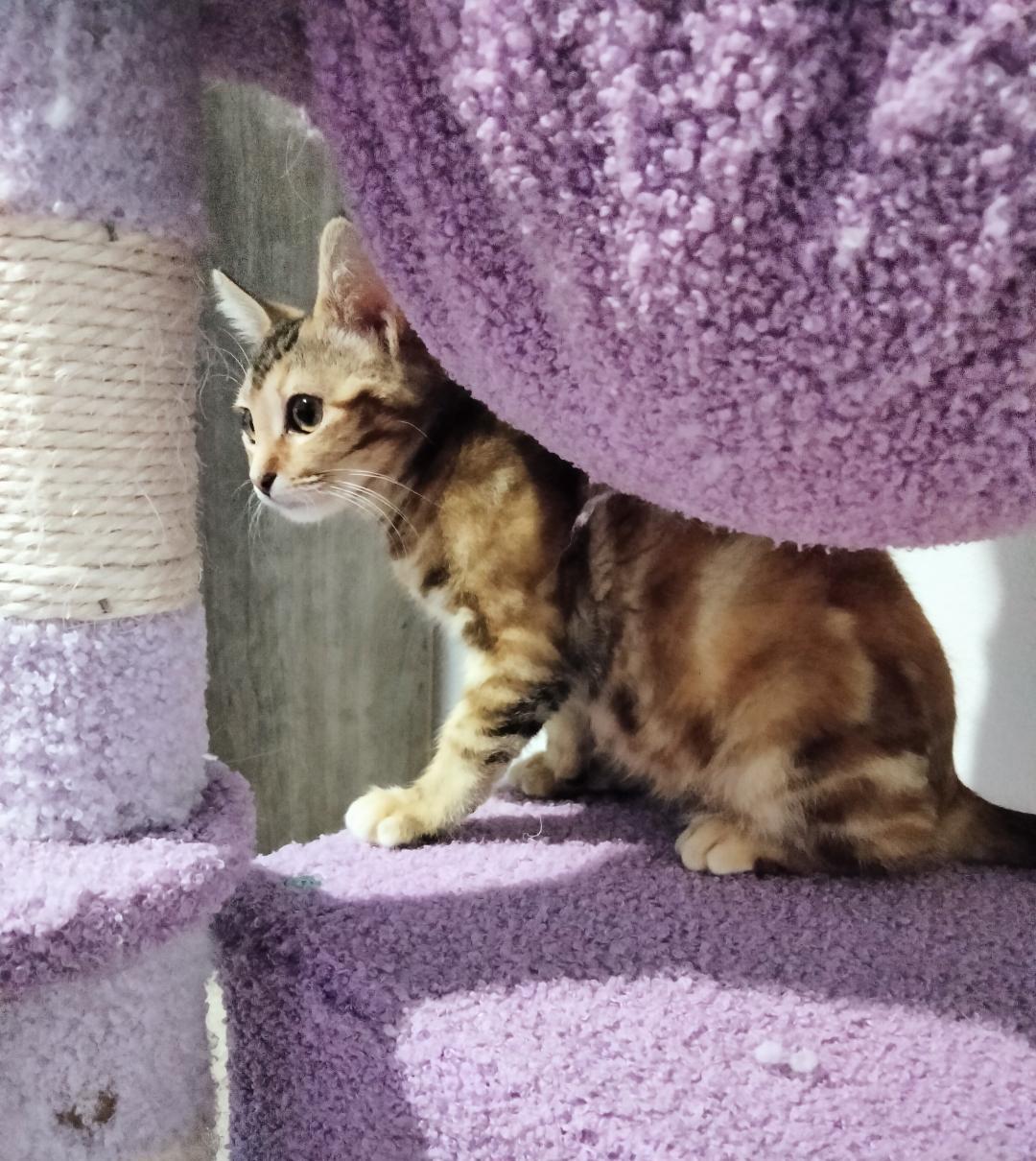 Enlarge Little, an adopted mixed breed in Terrell, TX image 3/6