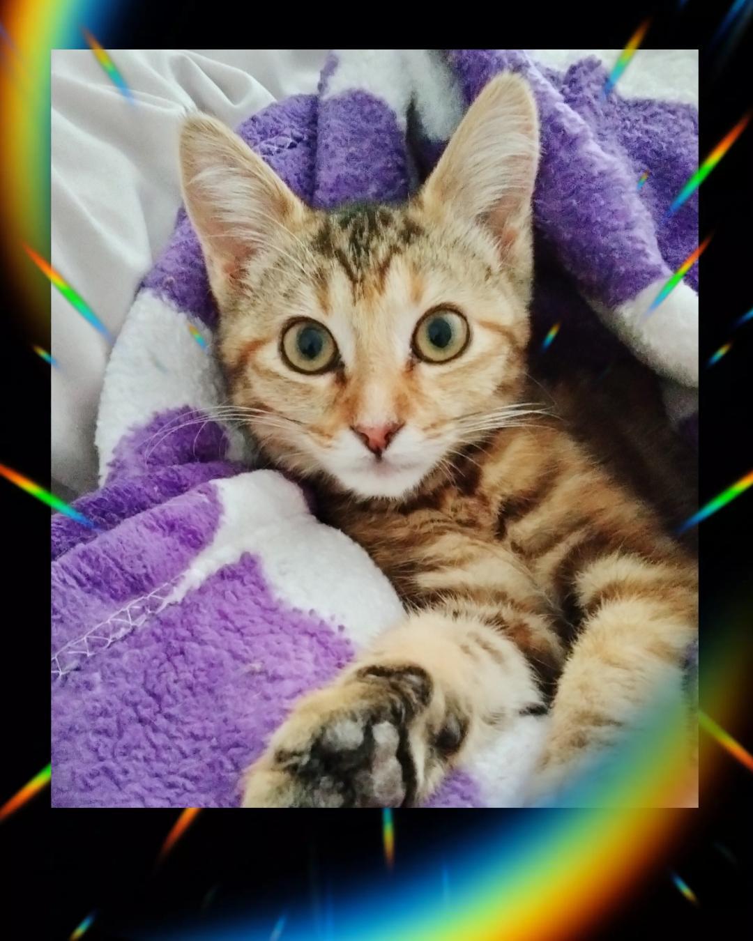 Enlarge Little, an adopted mixed breed in Terrell, TX image 2/6