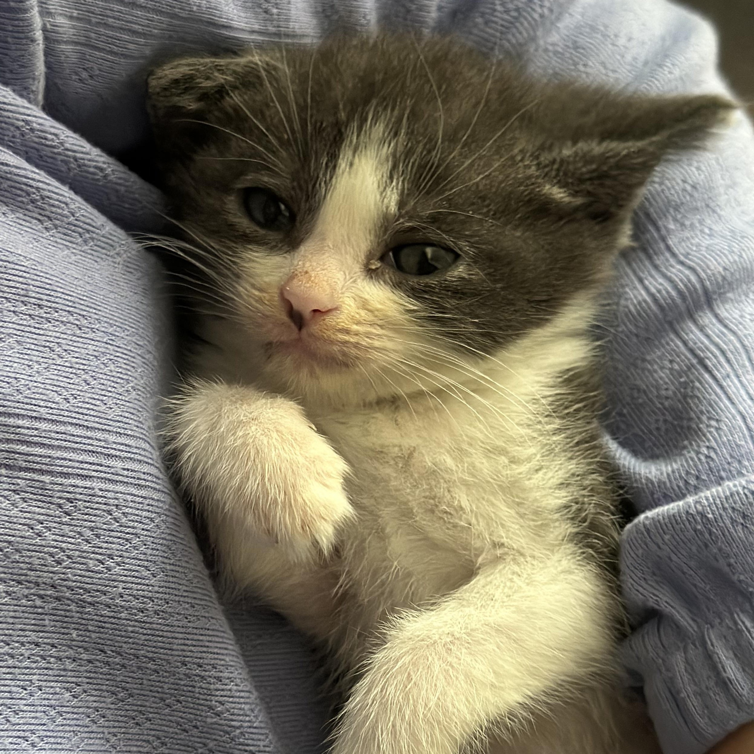 Athena (Polydactyls+) photo 3