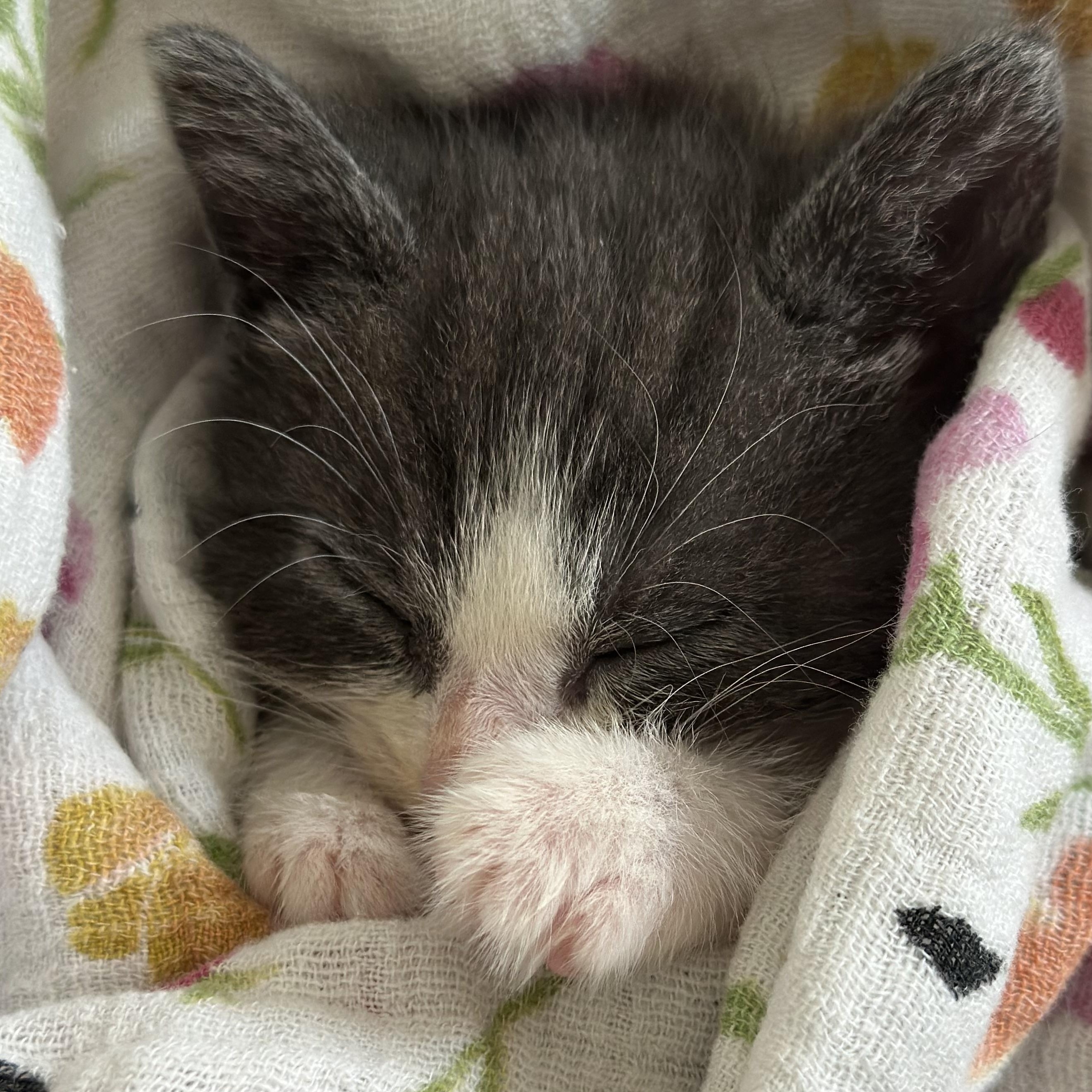 Athena (Polydactyls+) photo 4