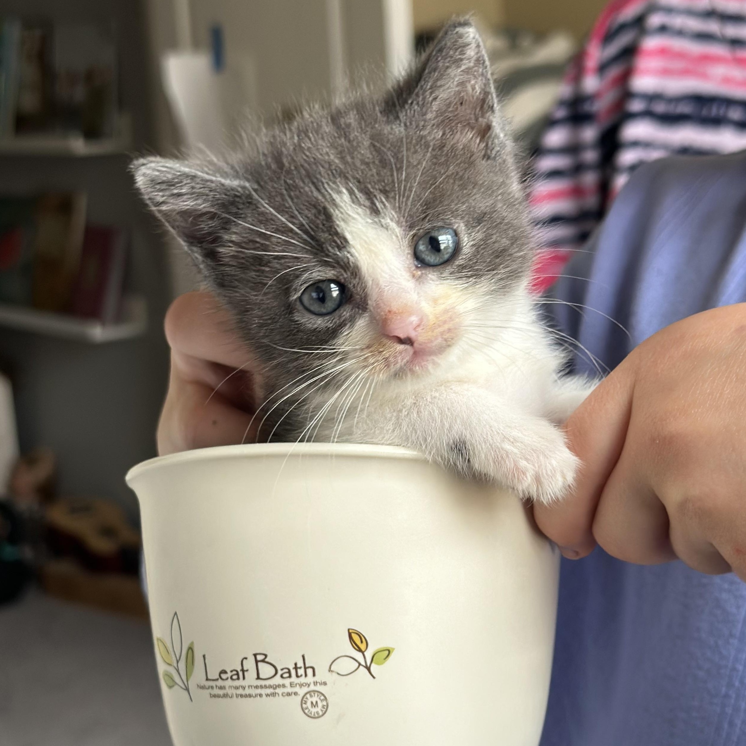 Athena (Polydactyls+), Baby Female Domestic Short Hair