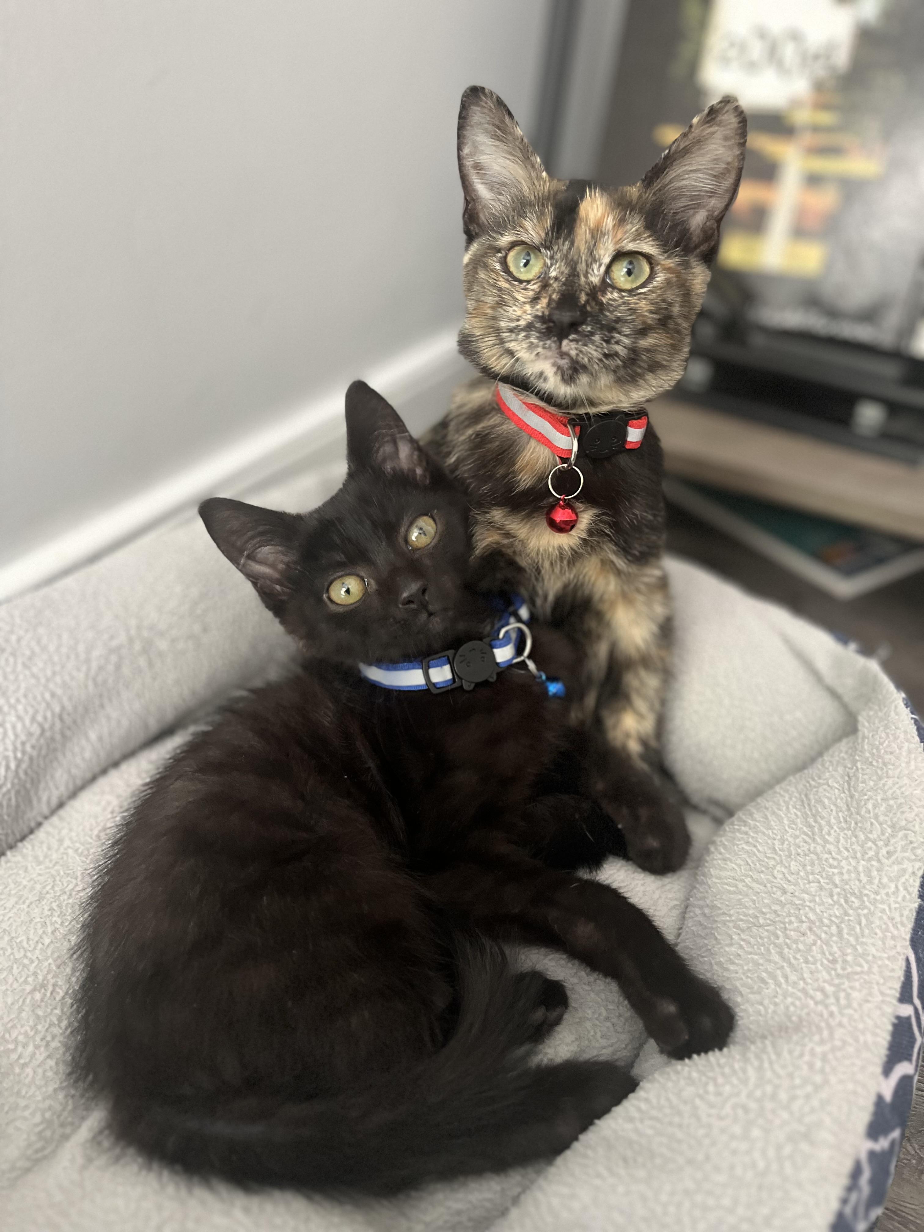 Enlarge Pepper, a ADOPTABLE American Shorthair in Washington, DC image 5/5