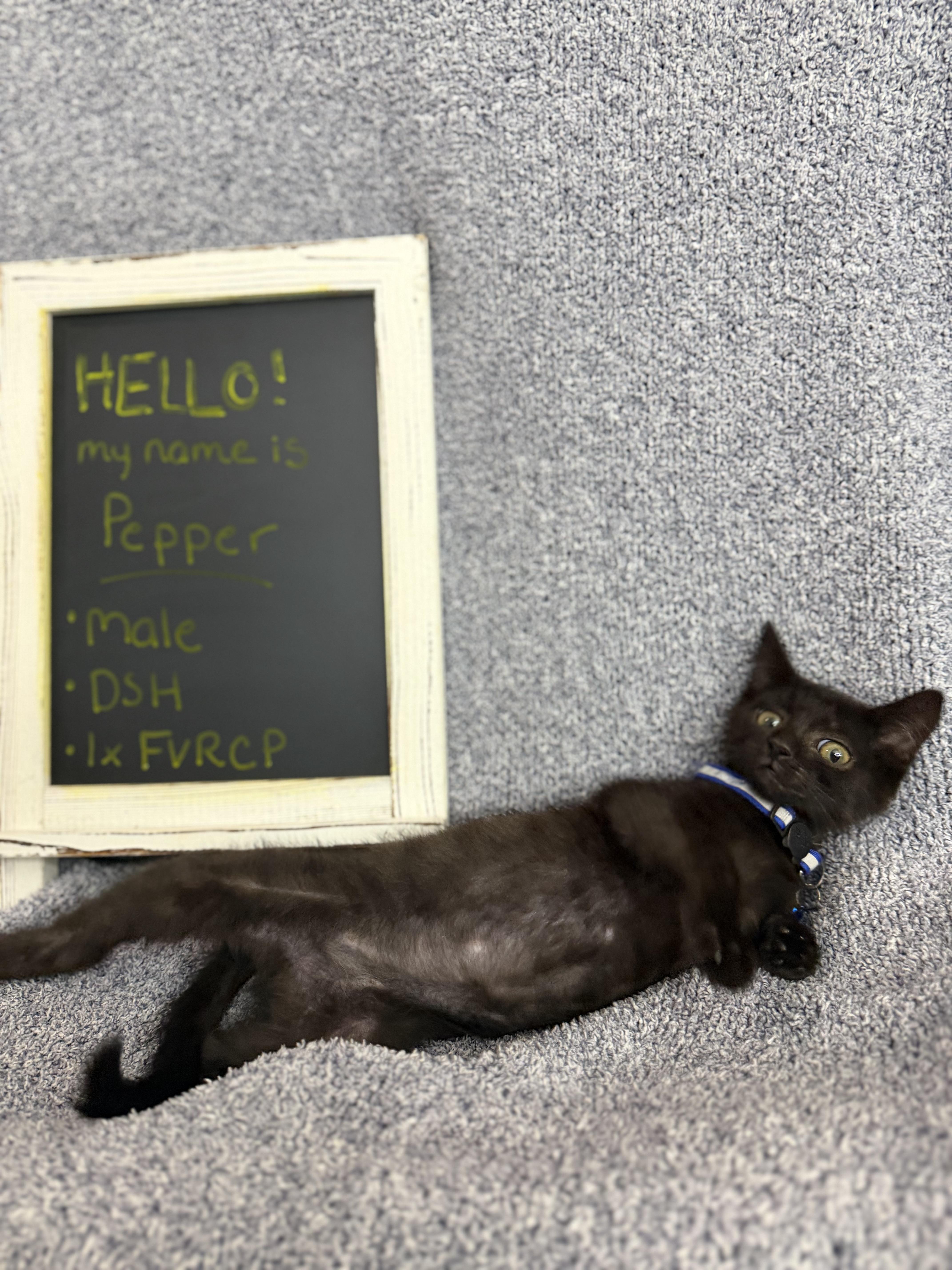 Enlarge Pepper, a ADOPTABLE American Shorthair in Washington, DC image 4/5