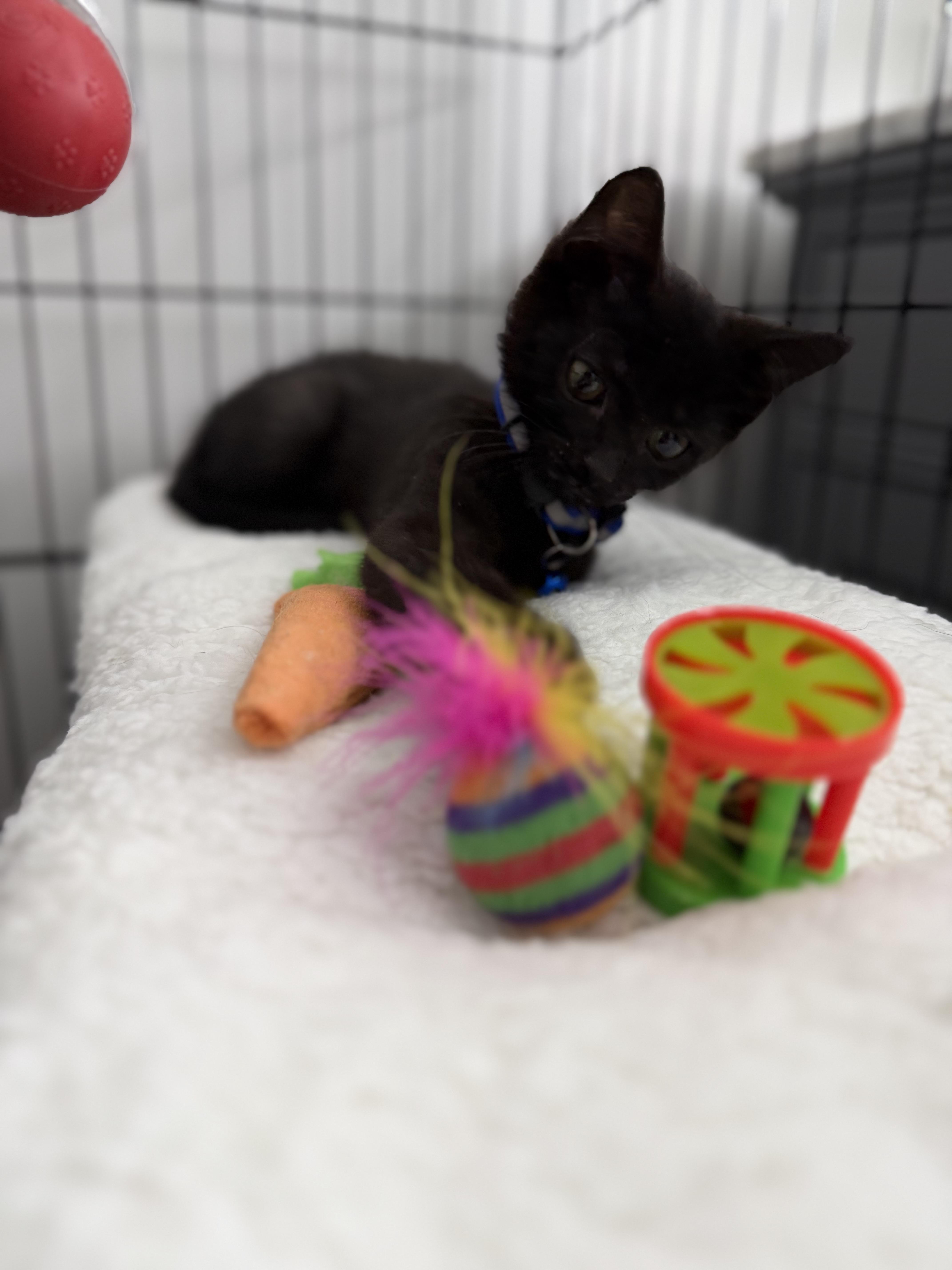 Enlarge Pepper, a ADOPTABLE American Shorthair in Washington, DC image 5/5