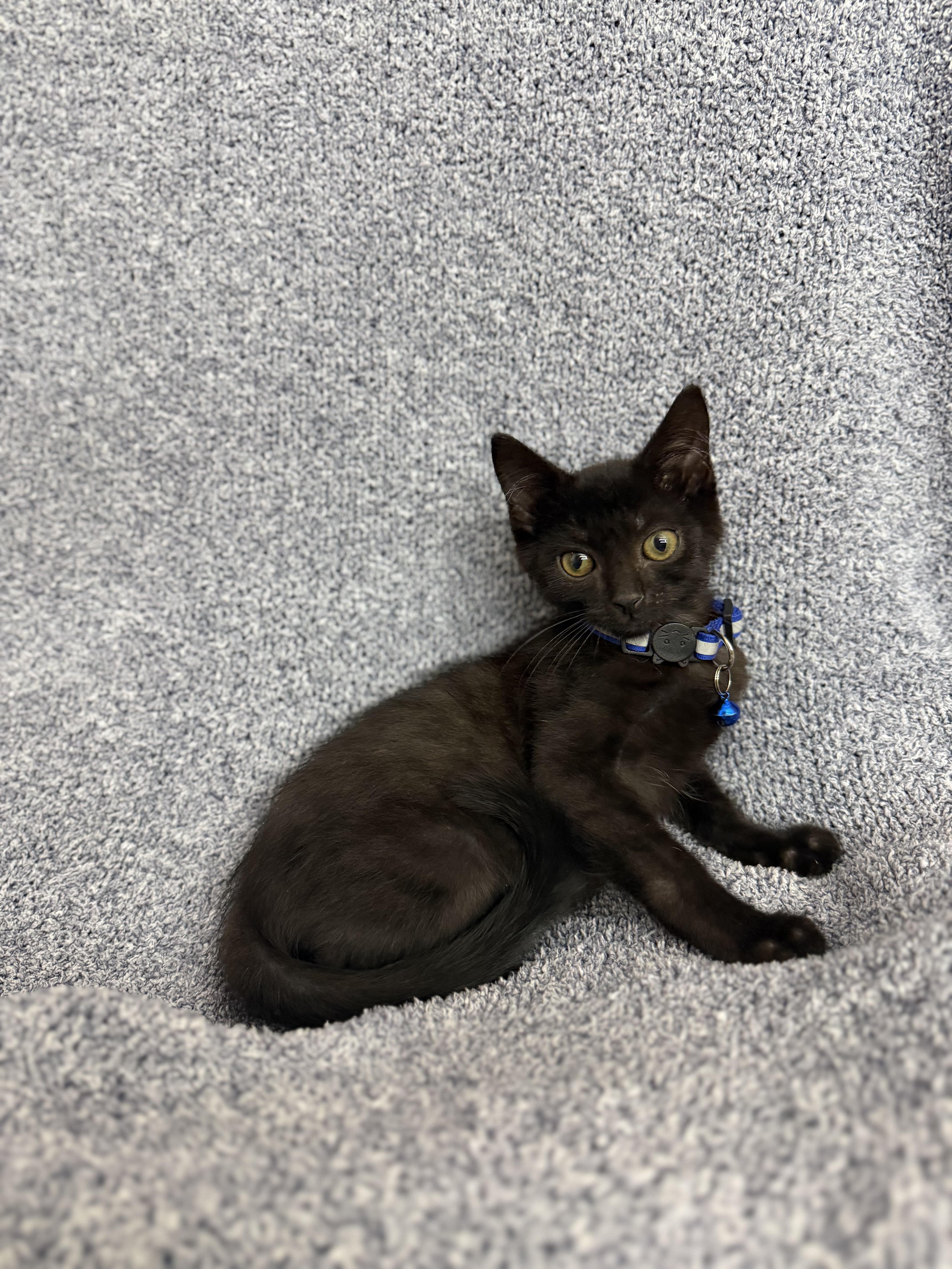 Pepper, ADOPTABLE, Kitten Male American Shorthair.