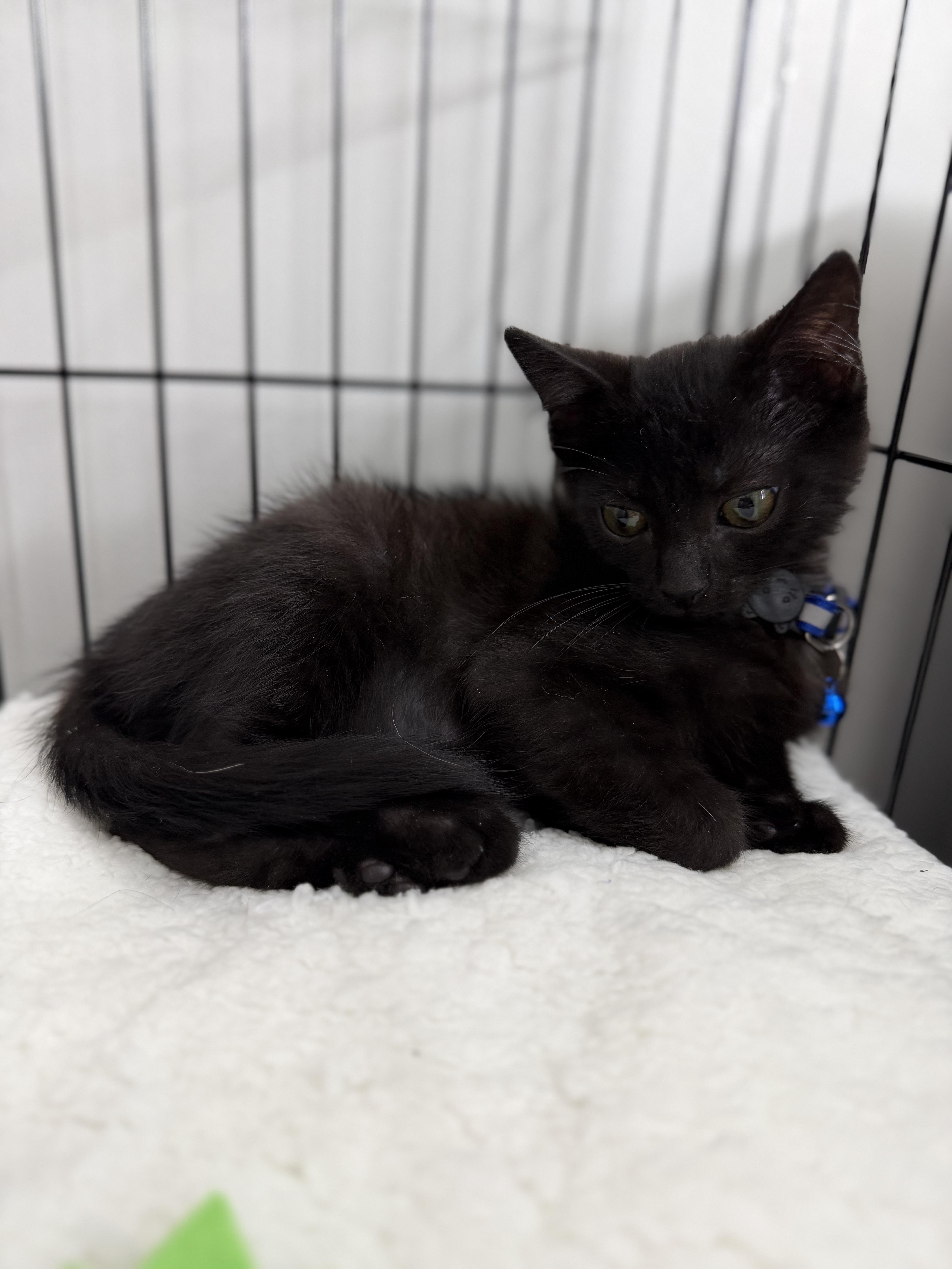 Enlarge Pepper, a ADOPTABLE American Shorthair in Washington, DC image 3/5