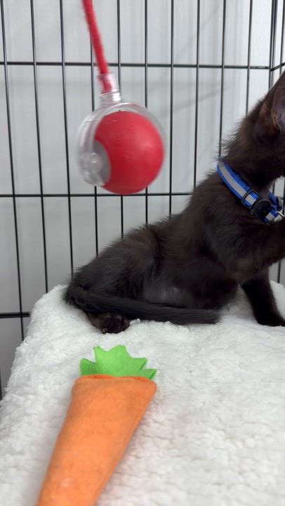 Enlarge Pepper, a ADOPTABLE American Shorthair in Washington, DC video 2/5
