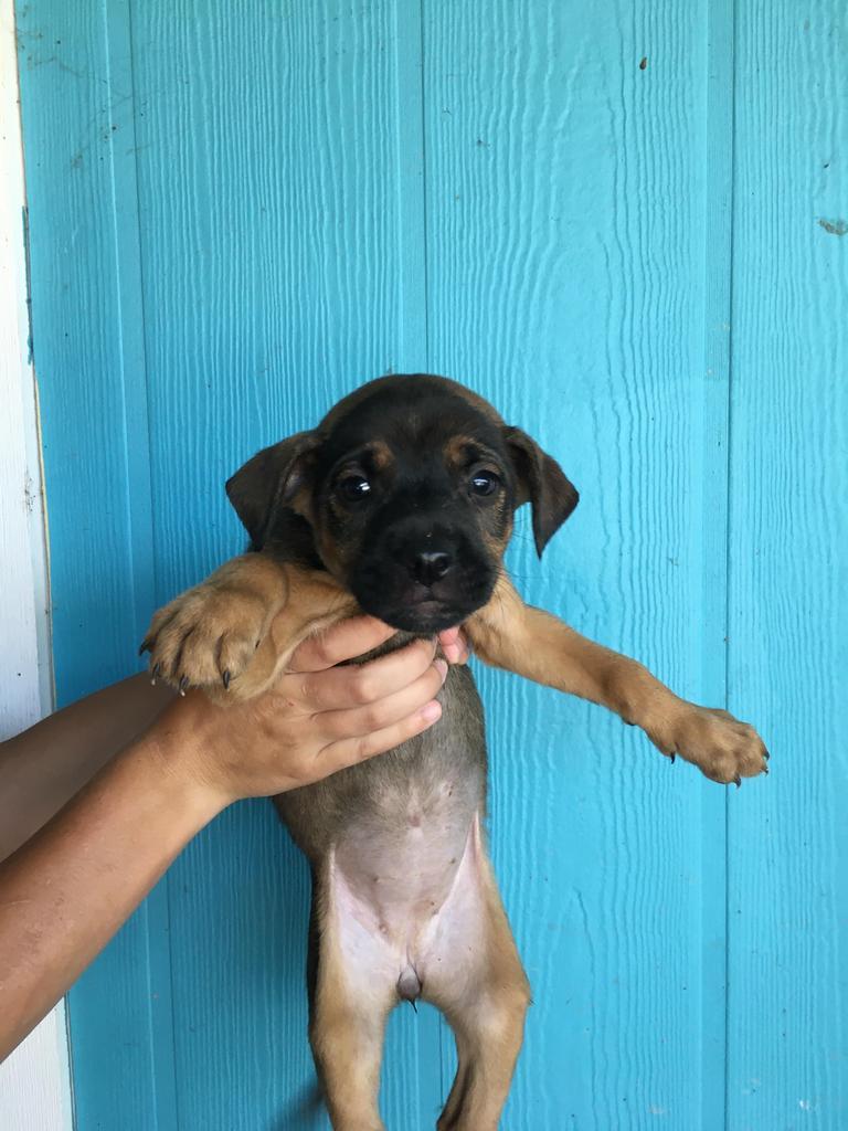 Jane, Adoptable, Puppy Female Labrador Retriever & Mixed Breed.