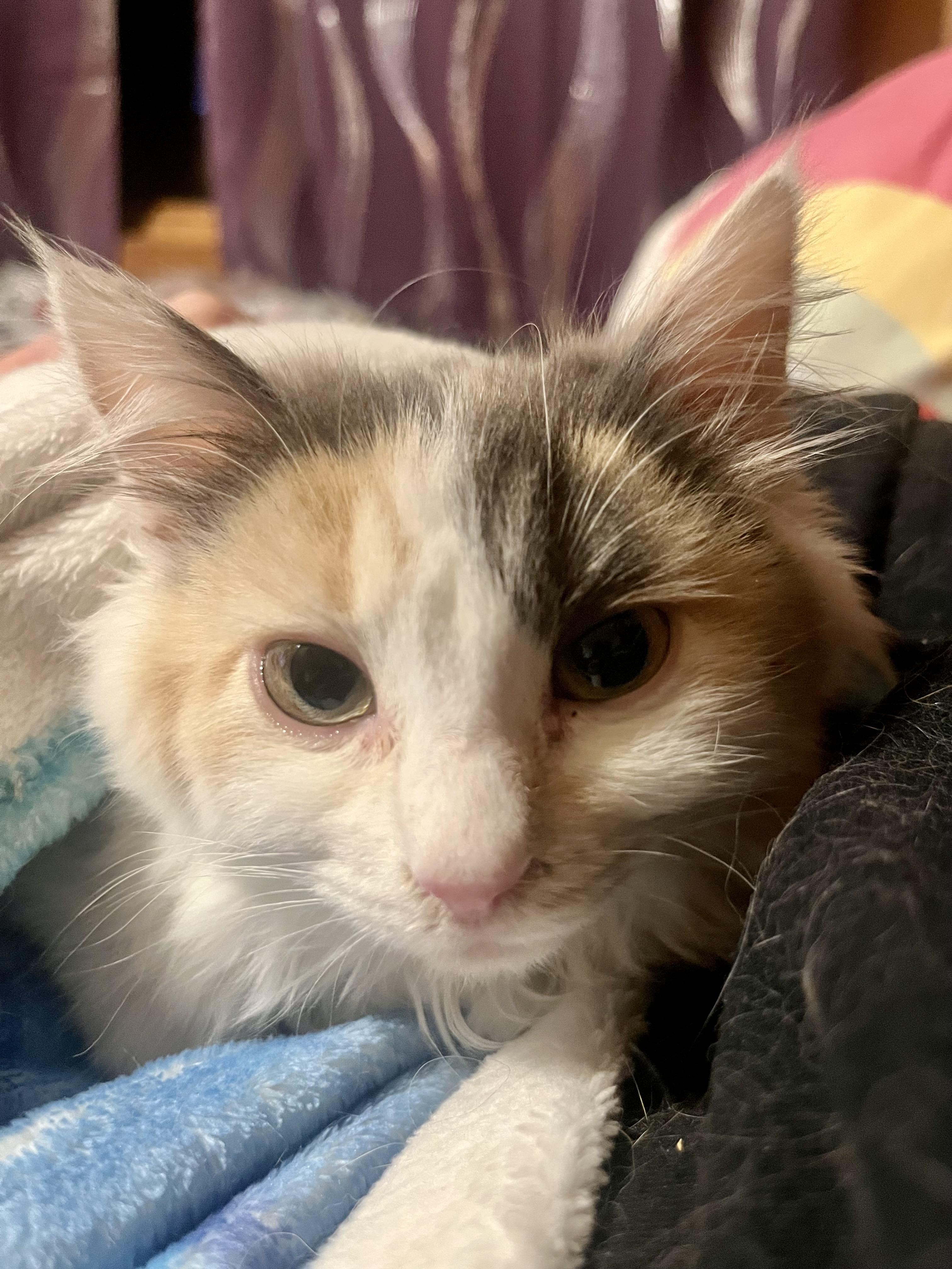 Ellie, ADOPTABLE, Kitten Female Domestic Long Hair.