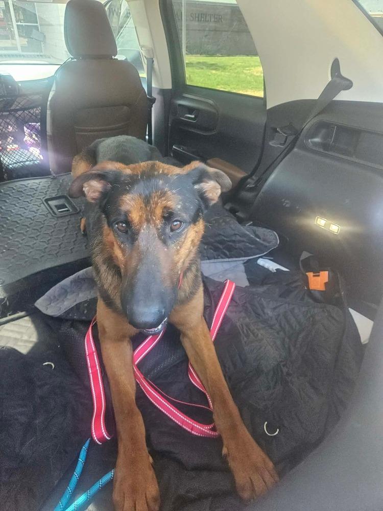 Boomer, Adoptable, Adult Male German Shepherd Dog.