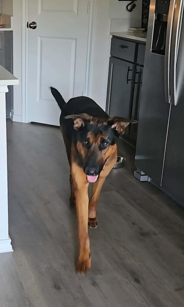 Enlarge Boomer, a Adoptable mixed breed in Sealy, TX image 2/6