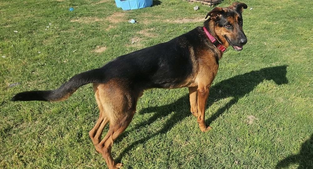 Enlarge Boomer, a Adoptable mixed breed in Sealy, TX image 3/6