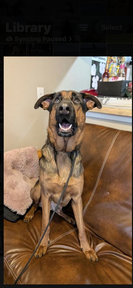 Enlarge Boomer, a Adoptable mixed breed in Sealy, TX image 1/6