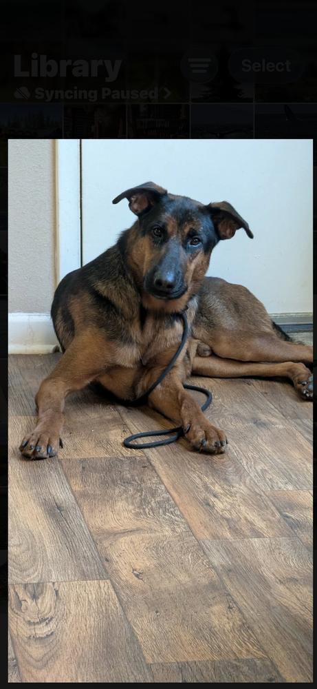 Enlarge Boomer, a Adoptable mixed breed in Sealy, TX image 2/6