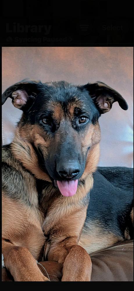 Enlarge Boomer, a Adoptable mixed breed in Sealy, TX image 3/6