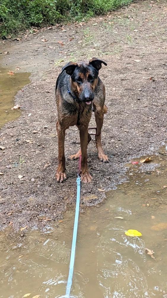 Enlarge Boomer, a Adoptable mixed breed in Sealy, TX image 4/6