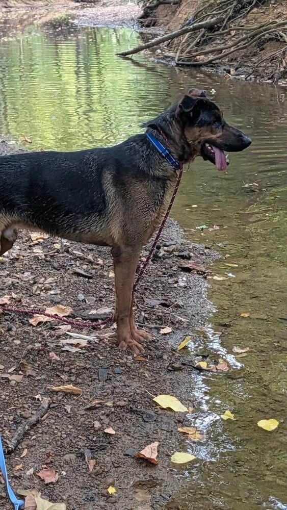 Enlarge Boomer, a Adoptable mixed breed in Sealy, TX image 5/6