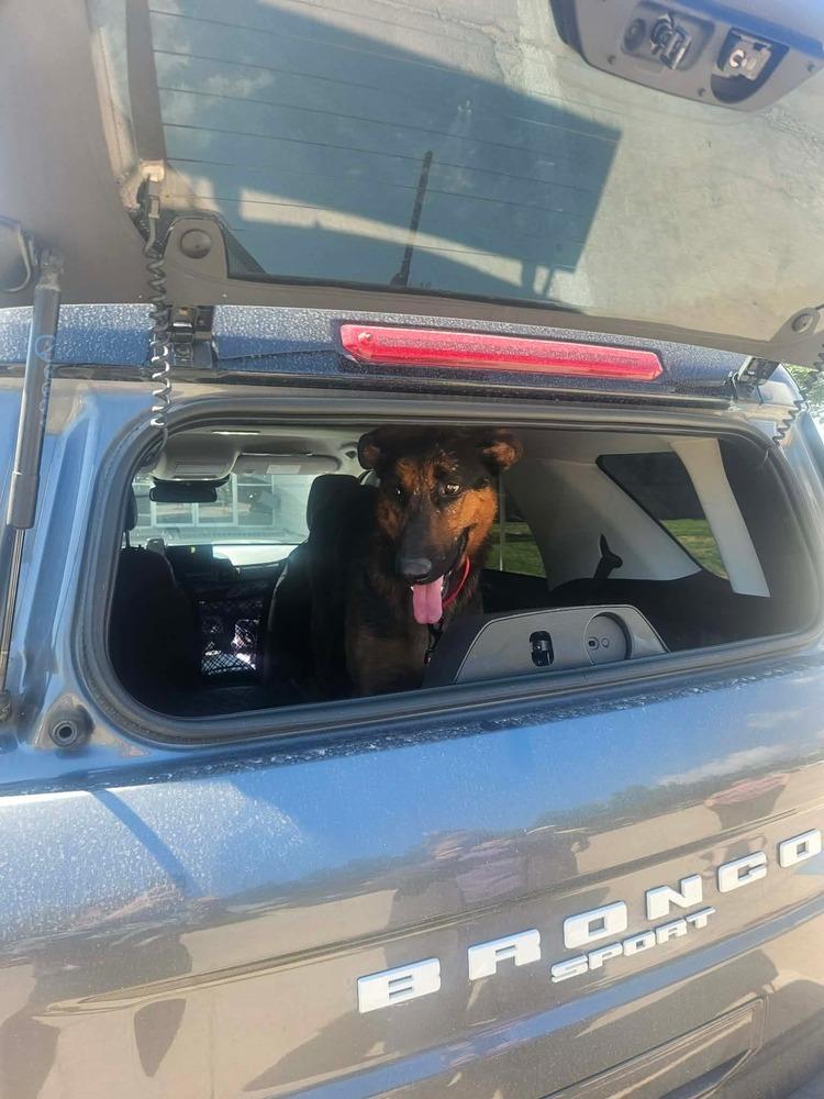 Enlarge Boomer, a Adoptable mixed breed in Sealy, TX image 4/6