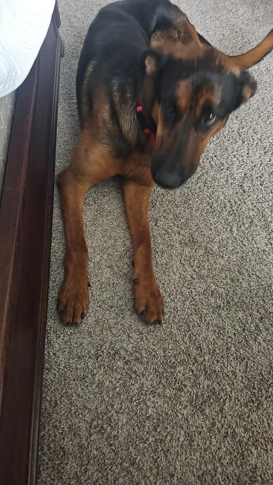 Enlarge Boomer, a Adoptable mixed breed in Sealy, TX image 5/6