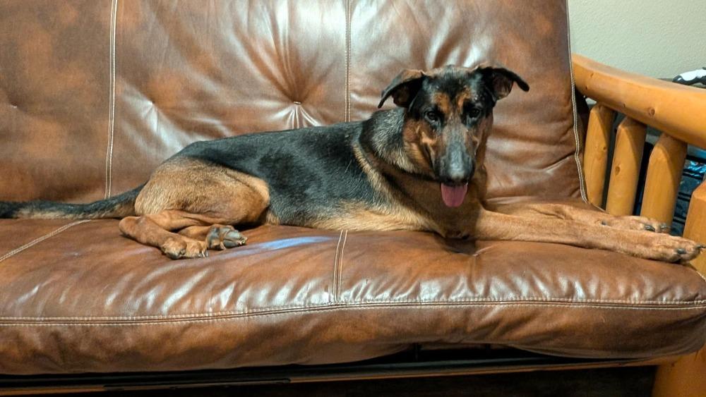 Enlarge Boomer, a Adoptable mixed breed in Sealy, TX image 6/6