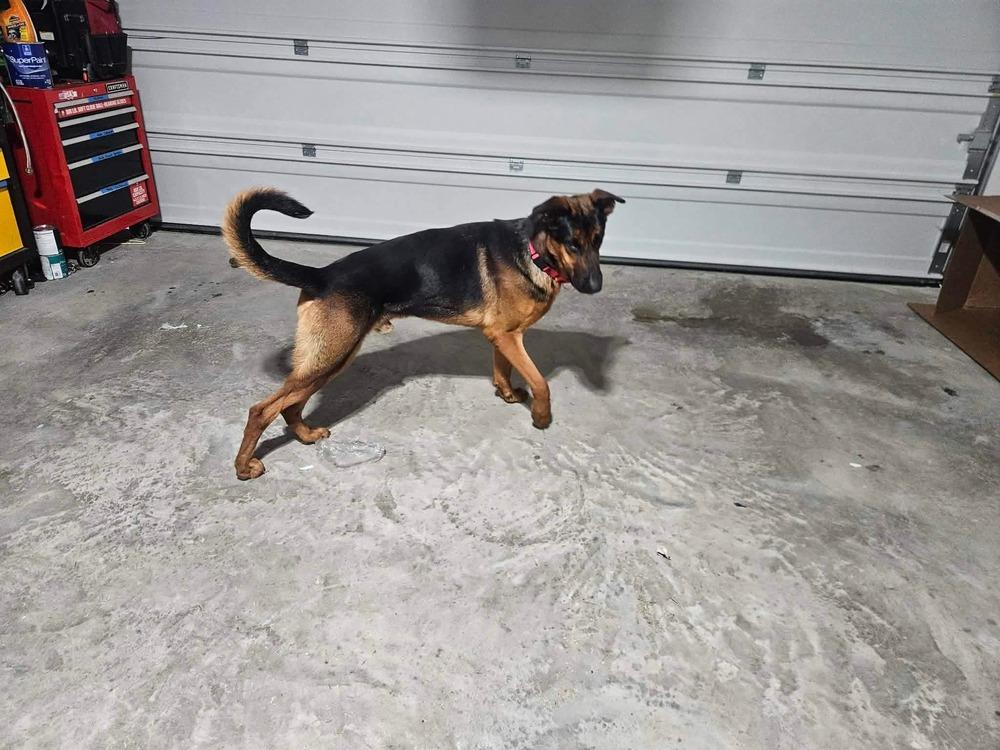 Enlarge Boomer, a Adoptable mixed breed in Sealy, TX image 6/6