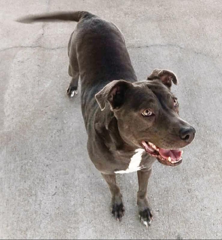 Bette Davis, ADOPTABLE, Adult Female Pit Bull Terrier.