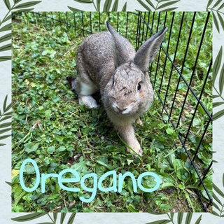 Oregano, Adoptable, Baby Male American.