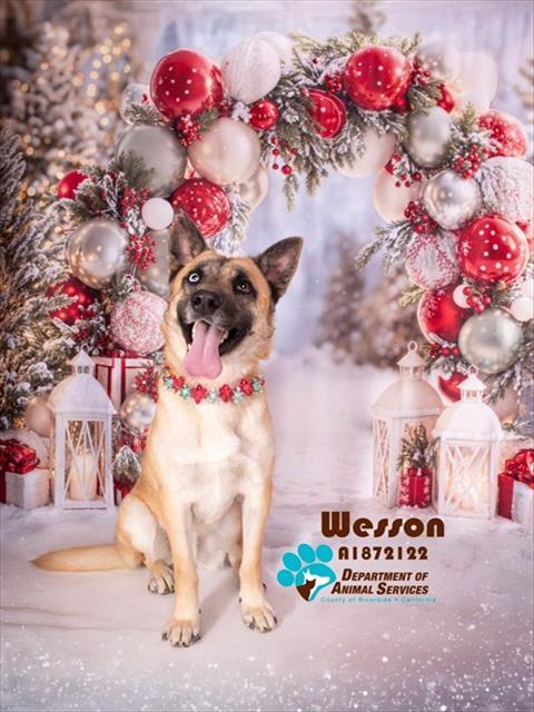 Enlarge WESSON, a Adoptable mixed breed in Riverside, CA image 1/1