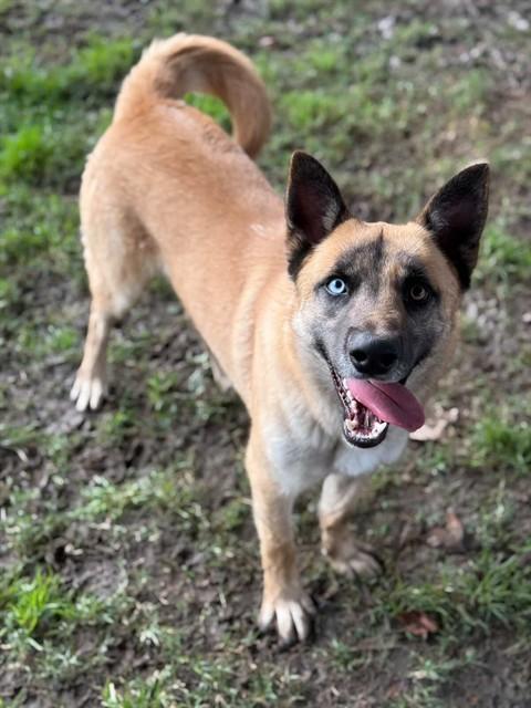 WESSON, Adoptable, Young Male German Shepherd Dog & Mixed Breed.