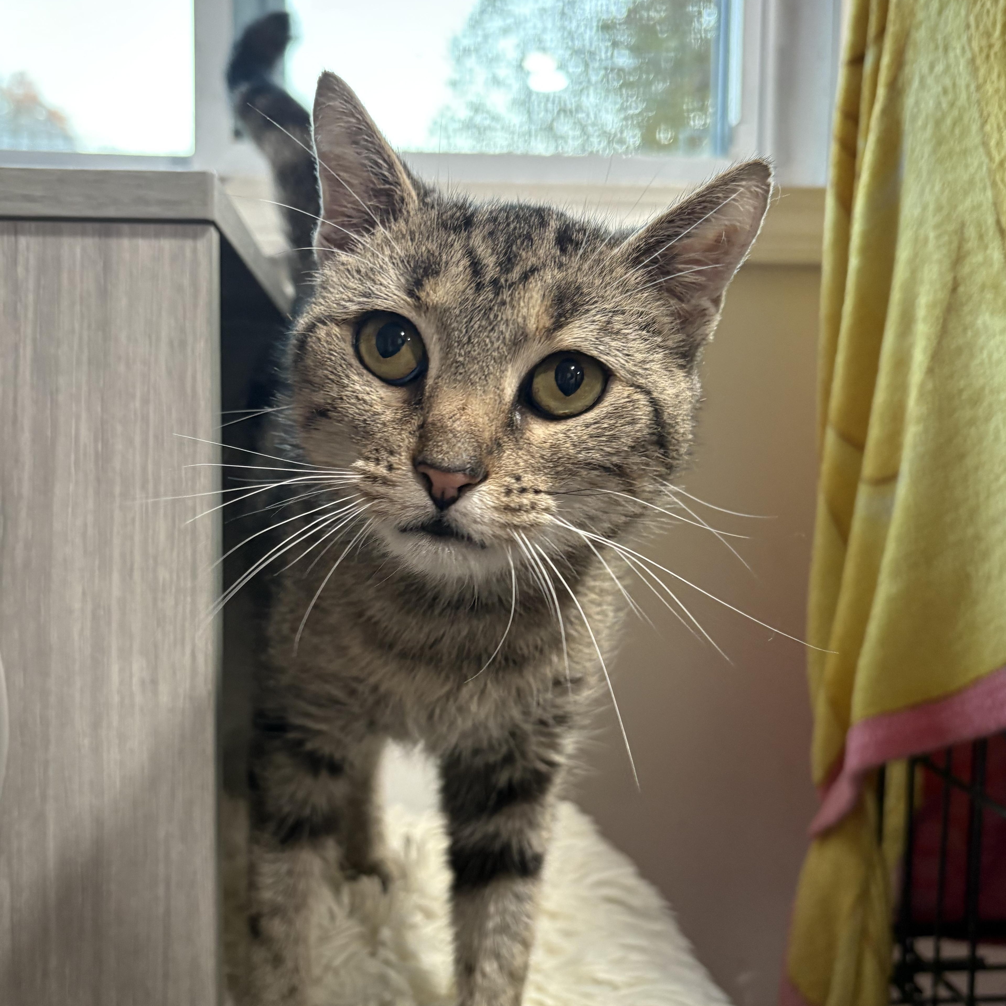 Enlarge Sadie, a Adoptable Domestic Short Hair in North Huntingdon, PA image 2/6