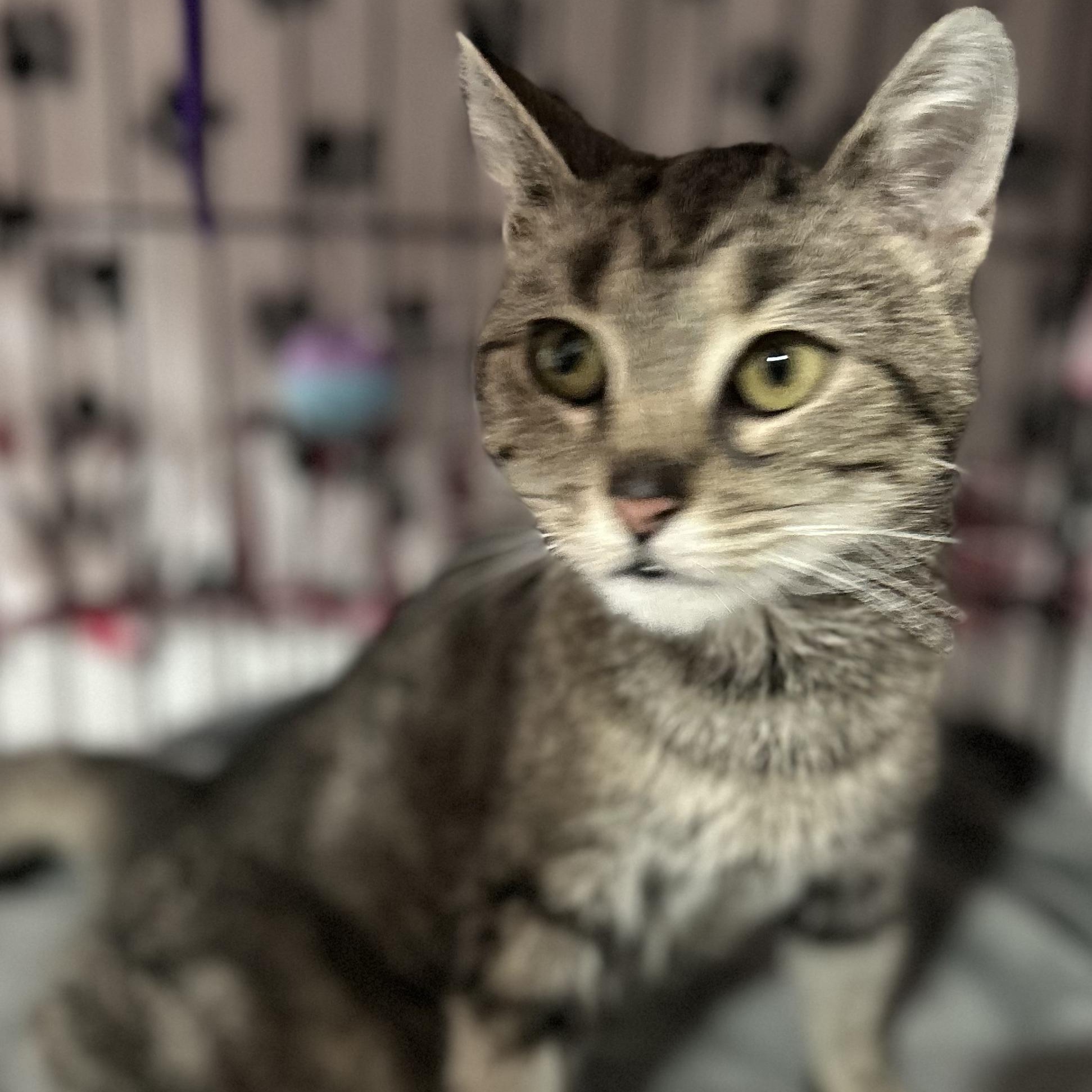 Enlarge Sadie, a Adoptable Domestic Short Hair in North Huntingdon, PA image 4/6