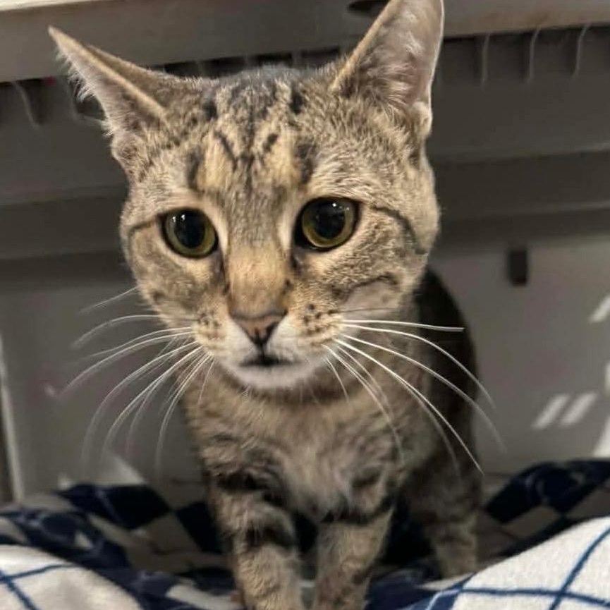 Enlarge Sadie, a Adoptable Domestic Short Hair in North Huntingdon, PA image 3/6