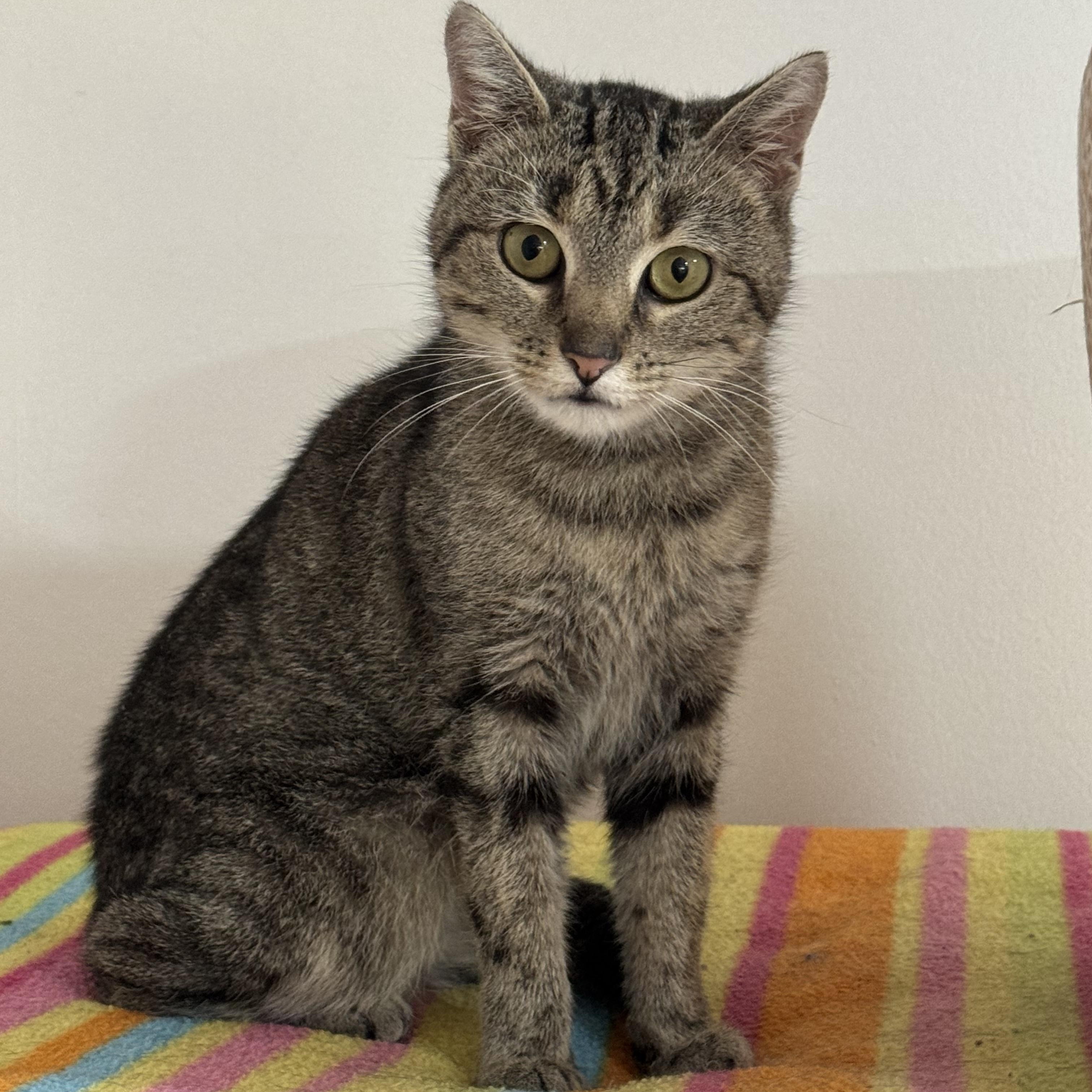 Enlarge Sadie, a Adoptable Domestic Short Hair in North Huntingdon, PA image 5/6