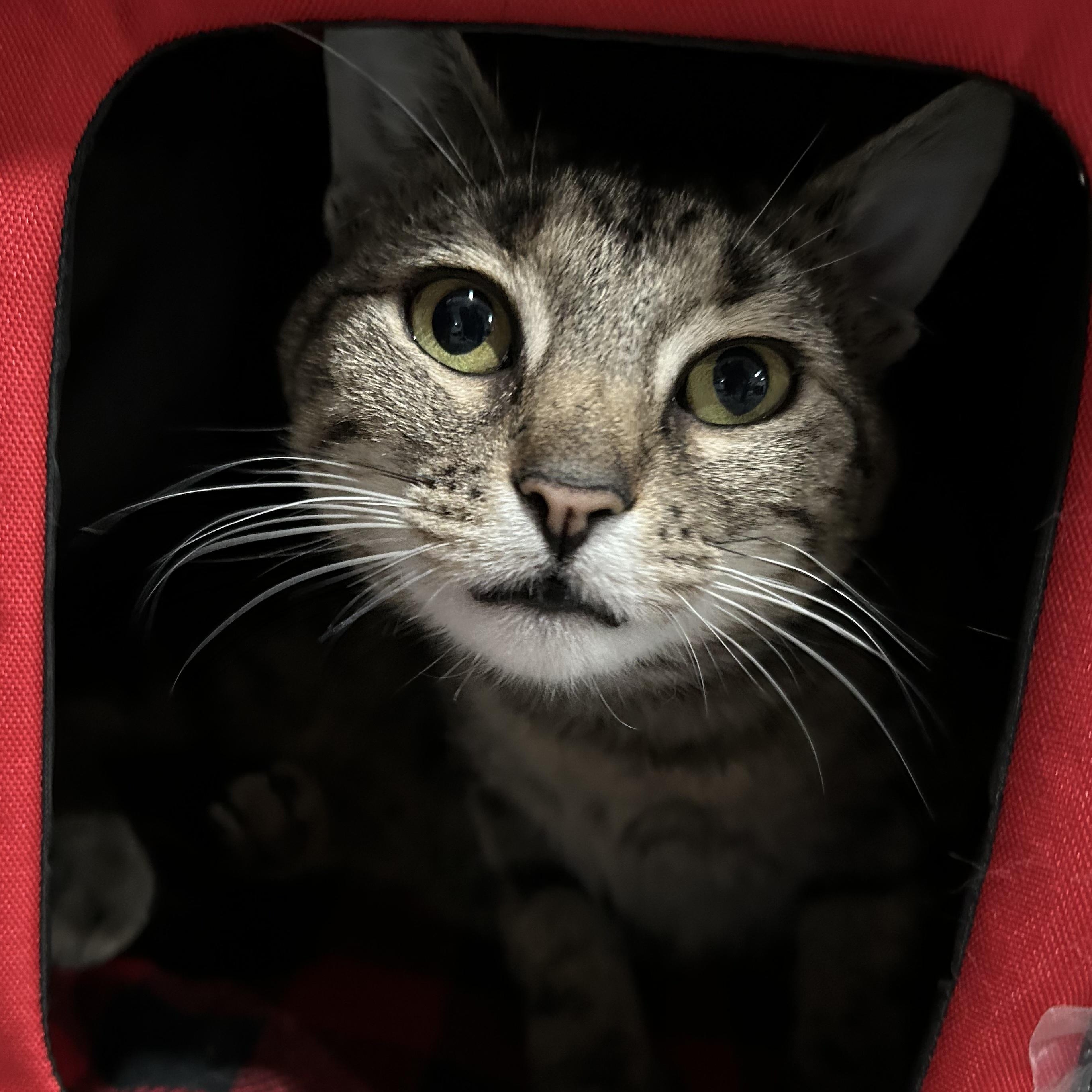 Enlarge Sadie, a Adoptable Domestic Short Hair in North Huntingdon, PA image 1/6