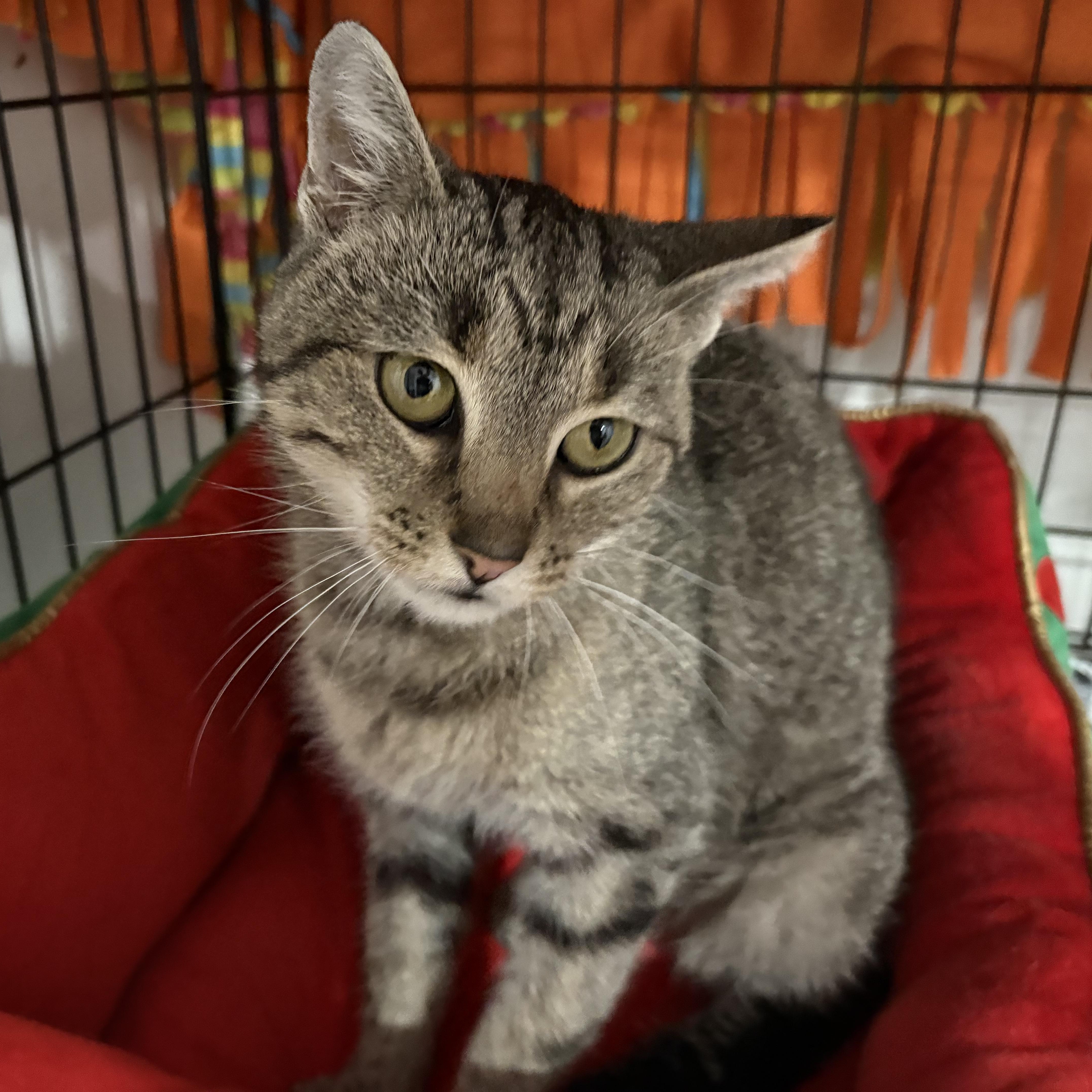 Enlarge Sadie, a Adoptable Domestic Short Hair in North Huntingdon, PA image 6/6