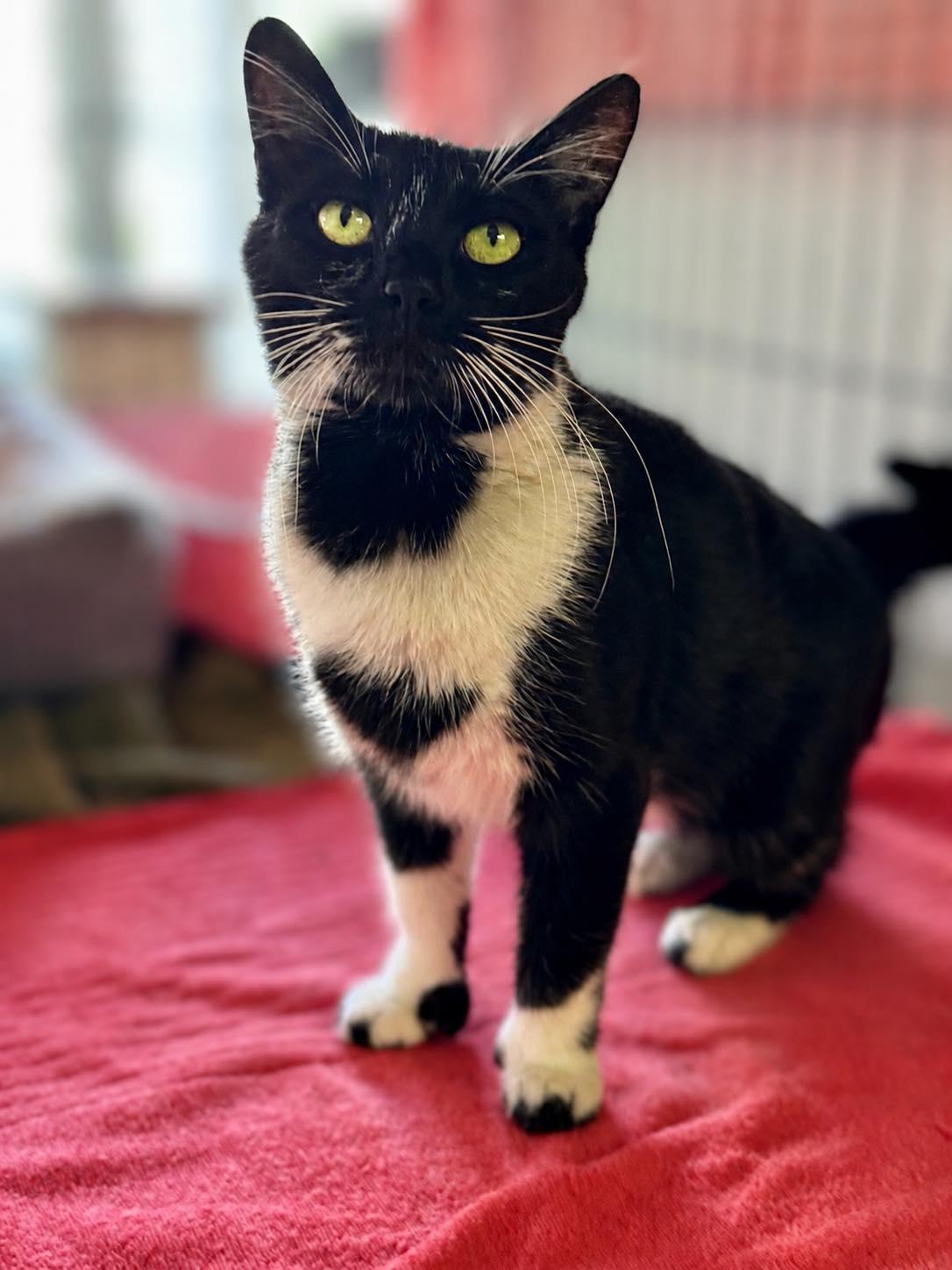 Enlarge Raegan, a ADOPTABLE Tuxedo in Webster, NY image 1/1