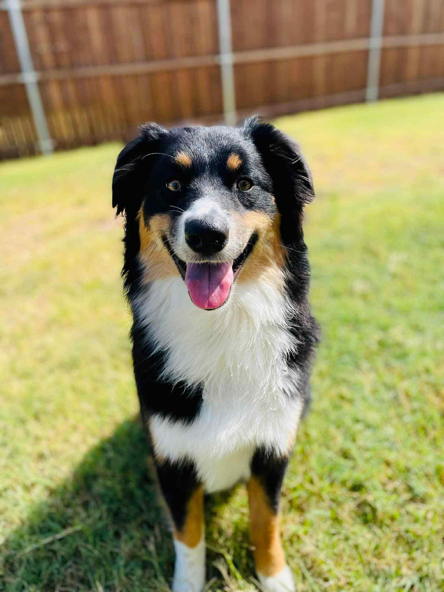 Delta, adopted, Adult Female Australian Shepherd.