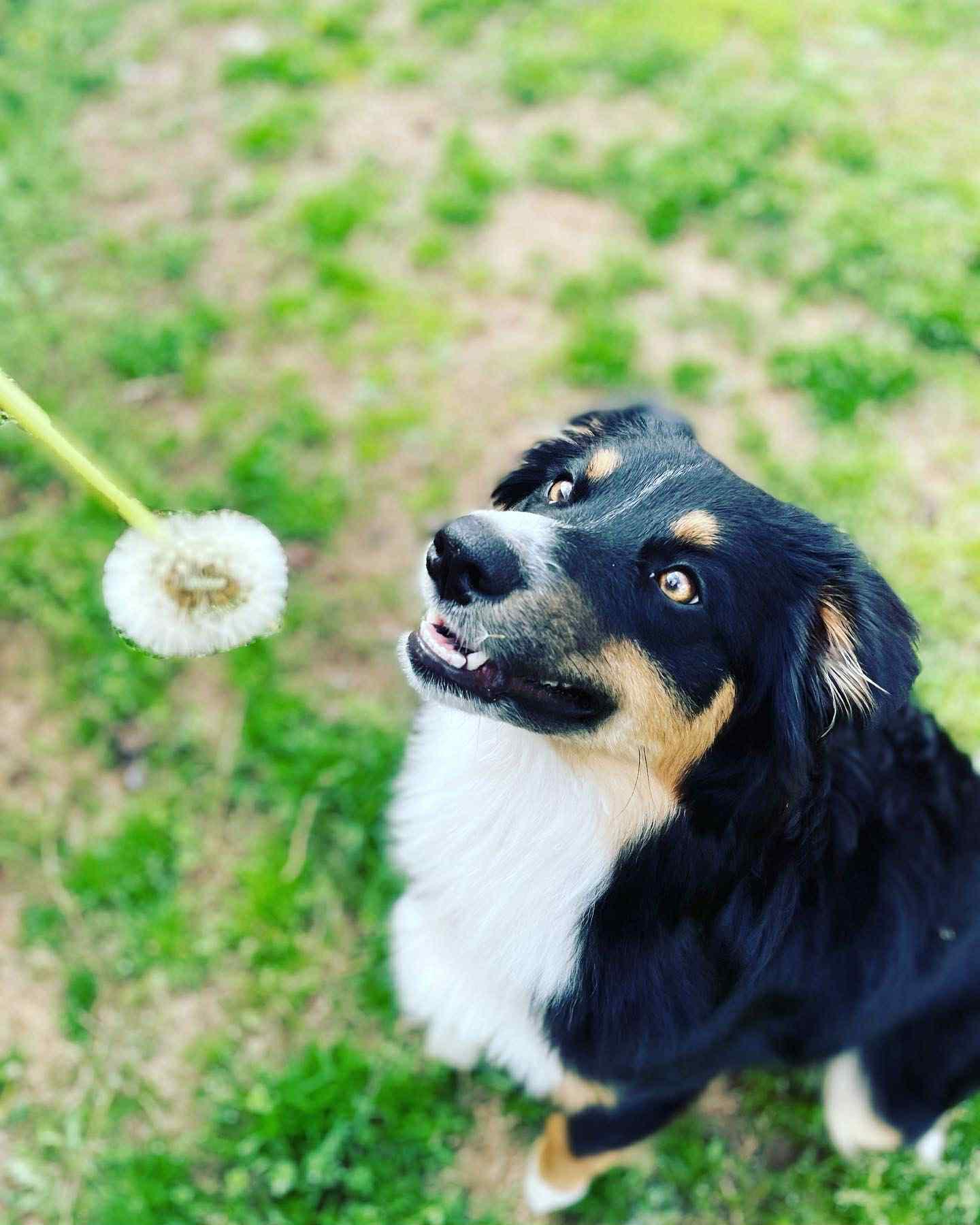 Enlarge Delta, a Adoptable Australian Shepherd in Owasso, OK image 3/5