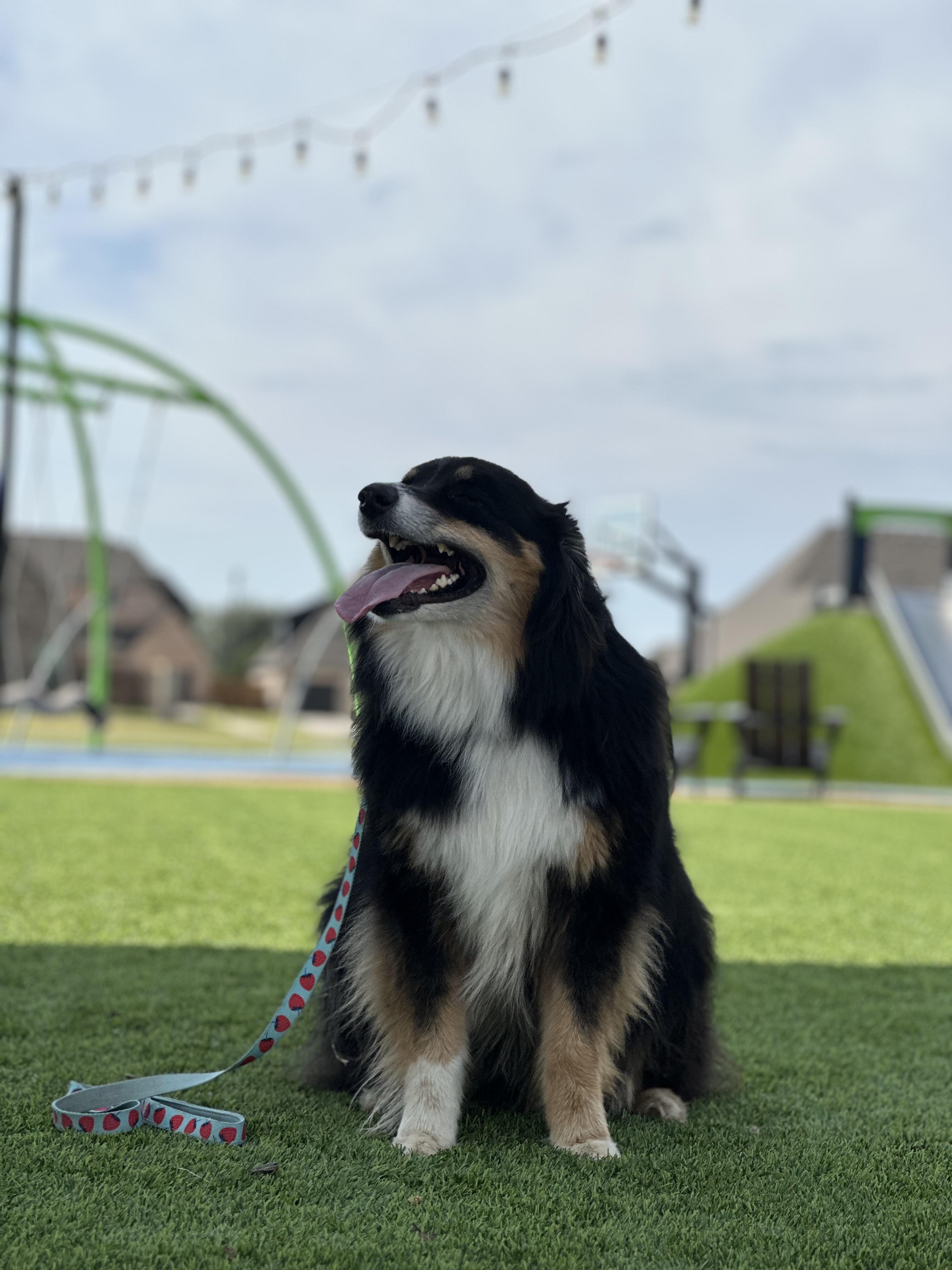 Enlarge Delta, a Adoptable Australian Shepherd in Owasso, OK image 4/5