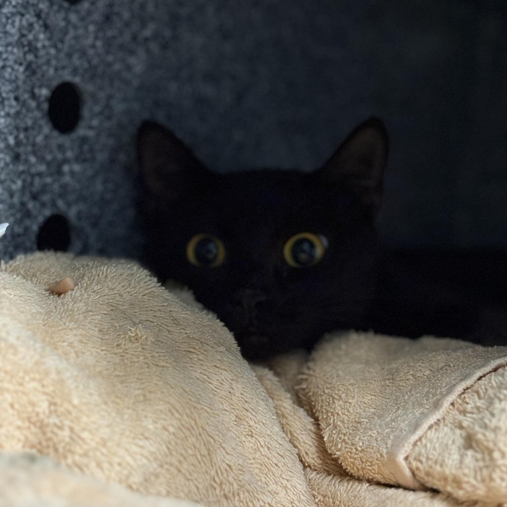 Noodle, Adoptable, Young Female Domestic Short Hair.