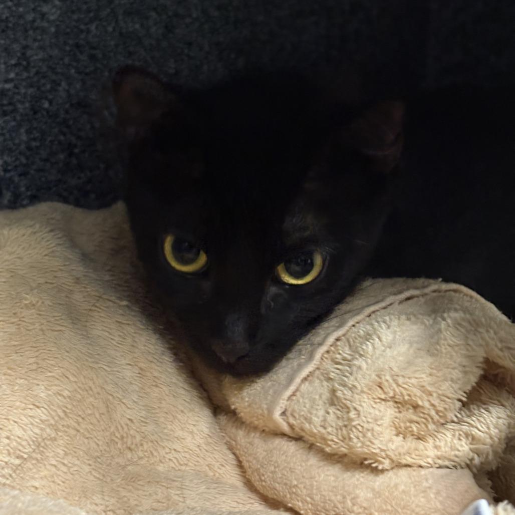 Noodle, a Adoptable Domestic Short Hair in Dover, NH image 2/3