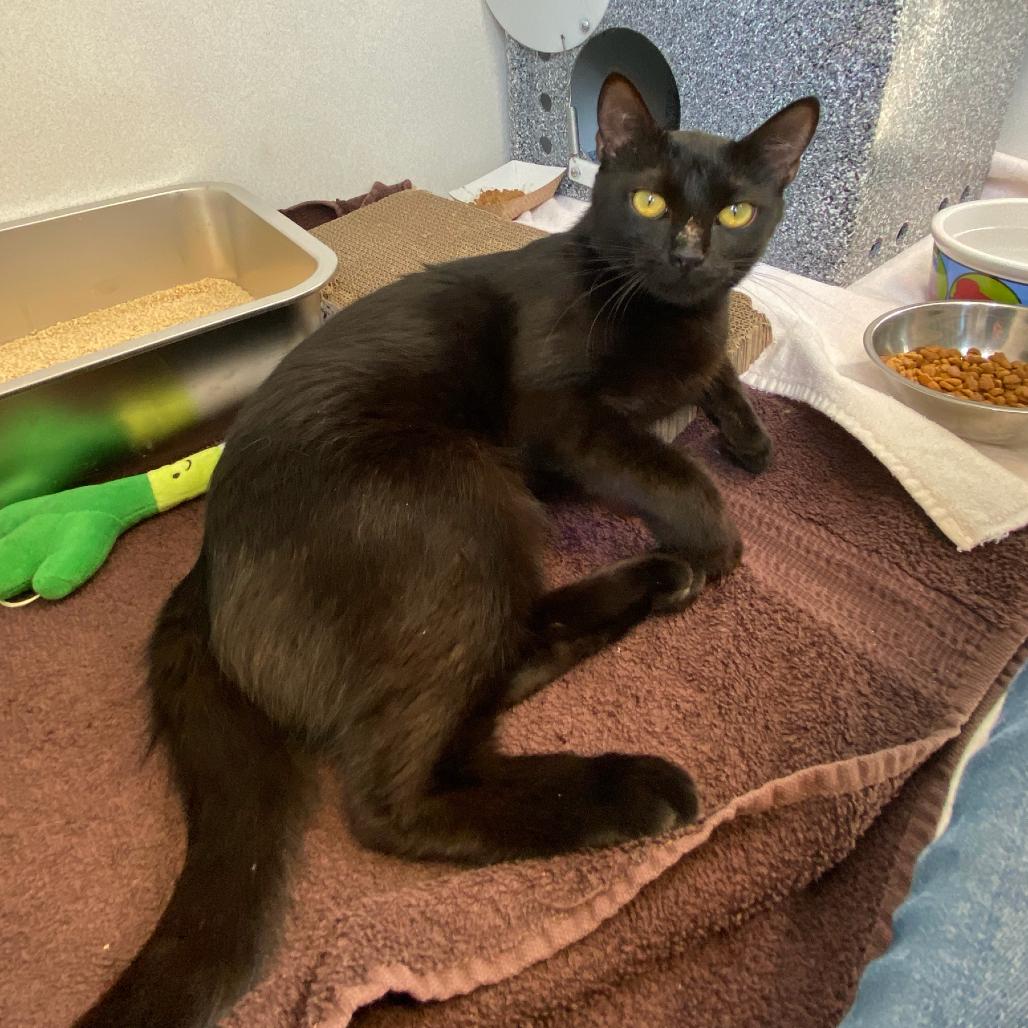 Noodle, a Adoptable Domestic Short Hair in Dover, NH image 3/3