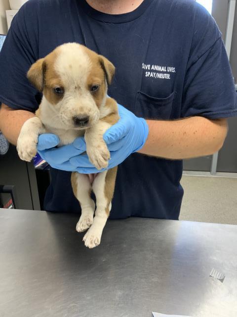 WISHBONE, Adoptable, Puppy Female Australian Cattle Dog / Blue Heeler & Mixed Breed.
