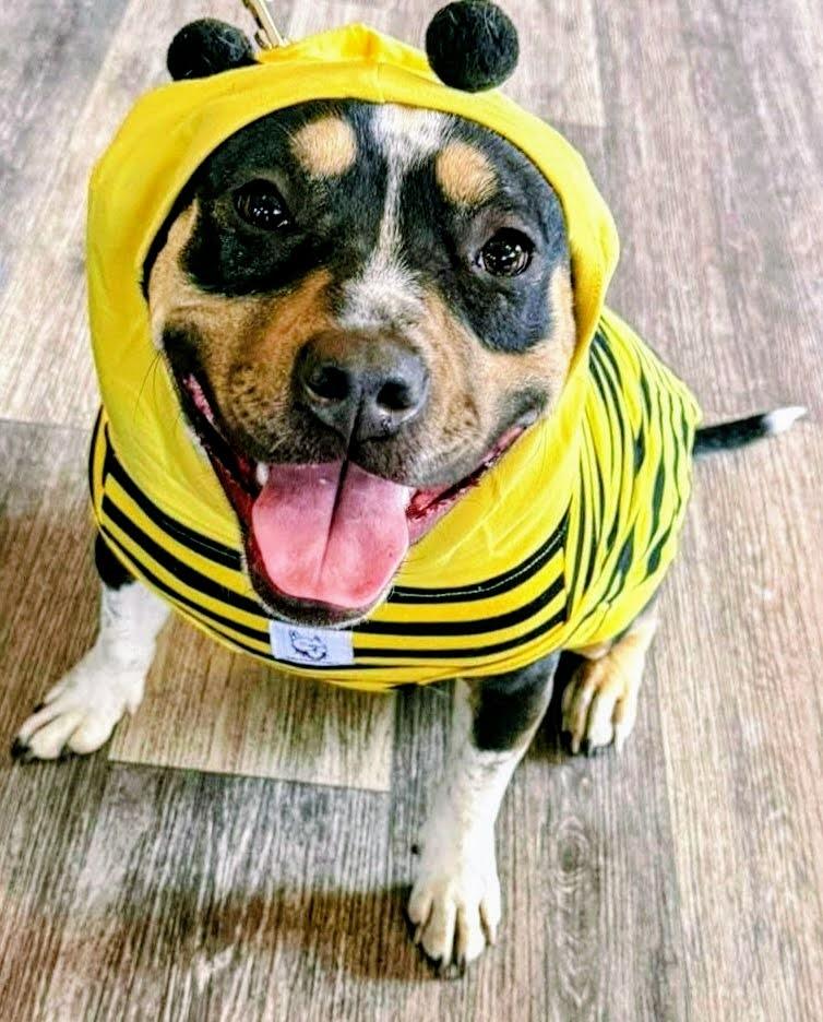 Lila, Adoptable, Puppy Female American Bulldog & Pit Bull Terrier.