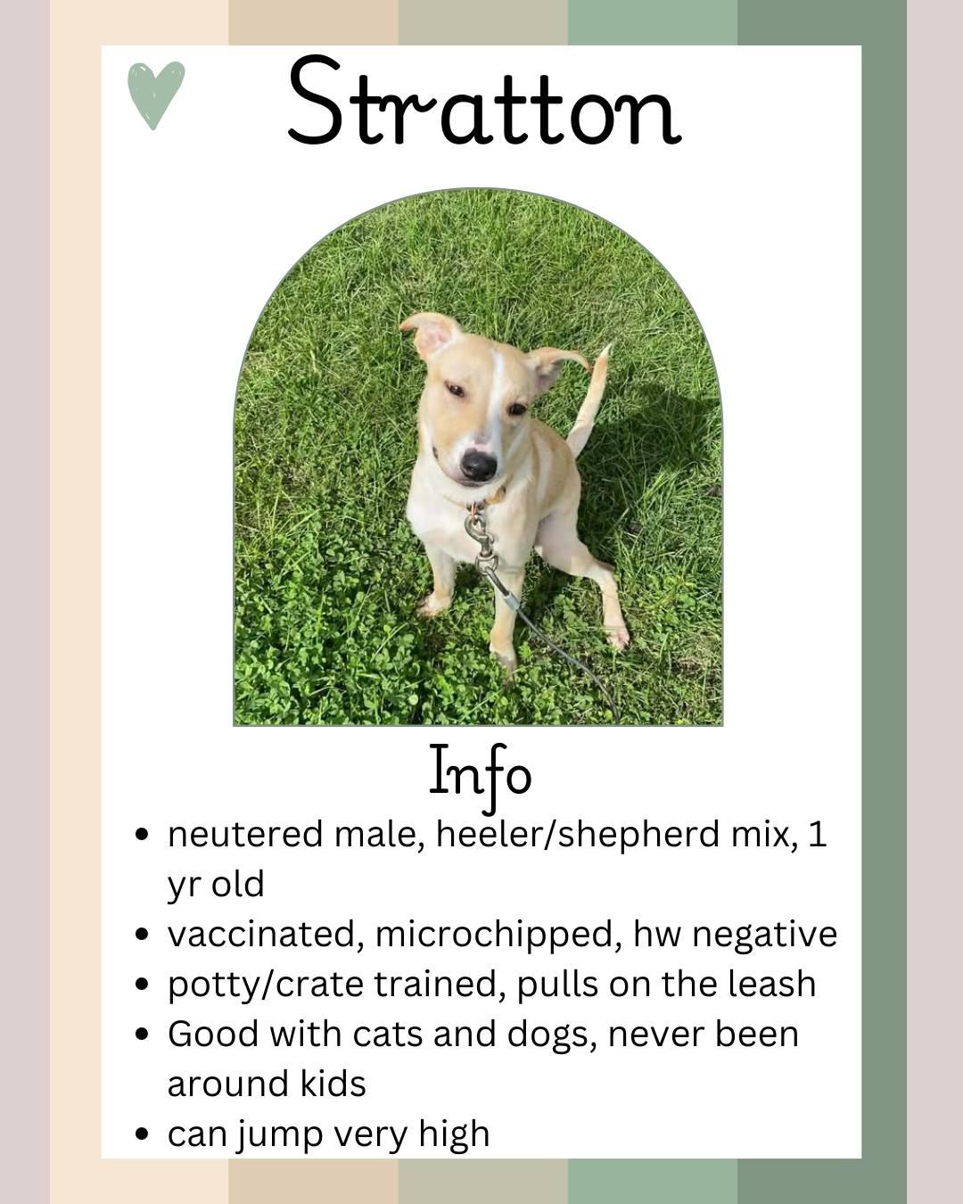 Enlarge Stratton, a ADOPTABLE Australian Cattle Dog / Blue Heeler in Greensburg, IN image 1/1